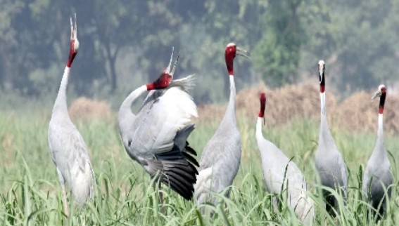 Saras Bird Population Uttar Pradesh